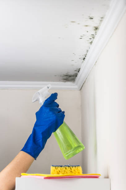 Best Insurance-Related Mold Remediation in Scotts Hill, TN
